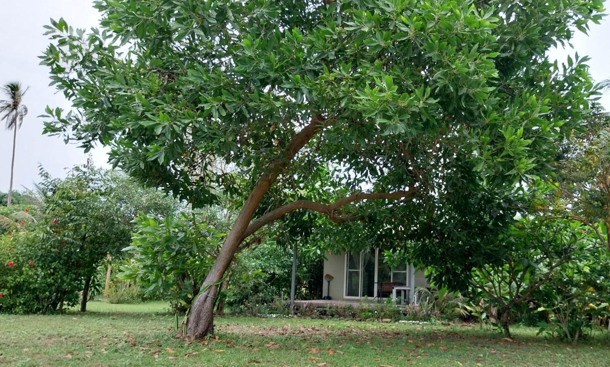 Naivacha Tent Koh Mak Bagian luar foto